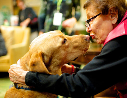 Good Dog Foundation senior Web