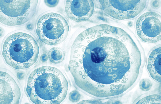 Human Cells Close Up