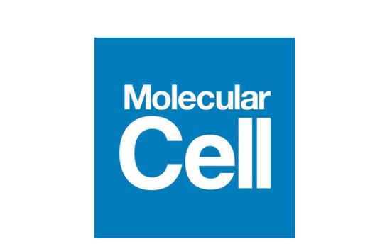 AFAR Grantees in the News: Research published in Molecular Cell by three AFAR Postdoctoral Grantees